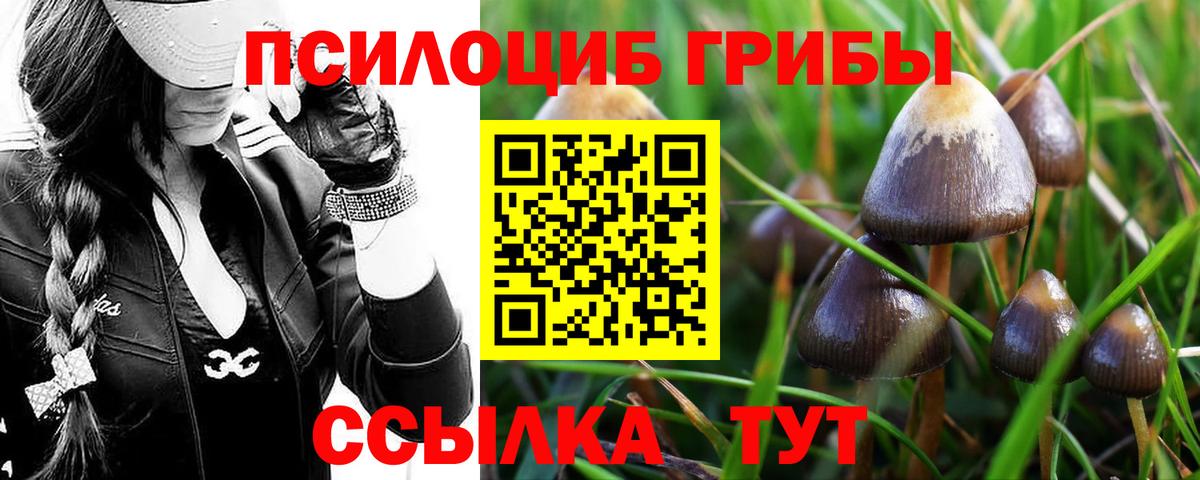 Троицк  Галлюциногенные грибы Cubensis  Вход с VPN 